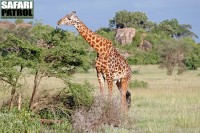 Giraff. (Moru Kopjes i södra Serengeti National Park, Tanzania)