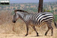 Zebra. (Tarangire National Park, Tanzania)