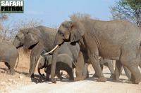 Elefanter på vägen. (Tarangire National Park, Tanzania)
