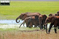 Elefanter i Silale swamp. (Tarangire National Park, Tanzania)