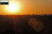 Soluppgång. (Tarangire National Park, Tanzania)