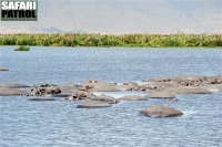 Flodhästar i Ngoitokitok springs. (Ngorongorokratern, Tanzania)