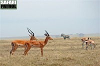 Ovanliga besökare på kortgrässlätten: Impalaantiloper. I bakgrunden Grants gaseller och zebror. (Serengeti National Park, Tanzania)