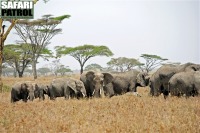 Elefanthjord i Seroneraområdet. (Serengeti National Park, Tanzania)