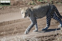 Leopard. (Serengeti National Park, Tanzania)