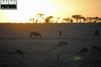 Kvällning. (Serengeti National Park, Tanzania)