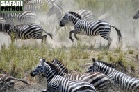 Zebror på flykt. (Serengeti National Park, Tanzania)