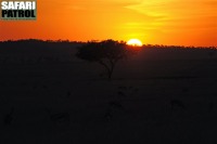 Thomsons gaseller i solnedgången. (Serengeti National Park, Tanzania)
