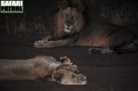 Lejon i mörkret. (Serengeti National Park, Tanzania)