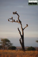 Gamträd. (Tarangire National Park, Tanzania)