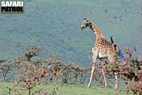 Giraff bland visselakacior. (Ngorongoro Conservation Area, Tanzania)
