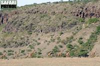 Giraffer på vandring. (Ngorongoro Conservation Area, Tanzania)
