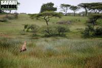 Gepardhona med ungar i våtmarkerna vid Lake Ndutu. (Ngorongoro Conservation Area, Tanzania)