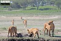 Lejon med nyfälld gnu i våtmarkerna vid Lake Ndutu. (Ngorongoro Conservation Area, Tanzania)