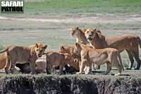 Lejon med nyfälld gnu i våtmarkerna vid Lake Ndutu. (Ngorongoro Conservation Area, Tanzania)