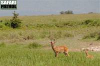 Rörbockar i Moru Kopjes. (Serengeti National Park, Tanzania)