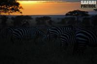 Zebror i morgonljus i Moru Kopjes. (Serengeti National Park, Tanzania)