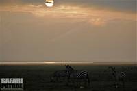 Zebror i disigt morgonljus. (Ngorongorokratern, Tanzania)