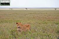 Lejon i Maasai Kopjes. (Serengeti National Park, Tanzania)