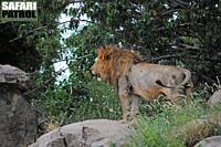 Lejon i Maasai Kopjes. (Serengeti National Park, Tanzania)