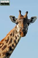 Porträtt av giraff 1. (Serengeti National Park, Tanzania)