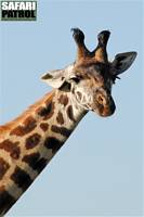 Porträtt av giraff 2. (Serengeti National Park, Tanzania)