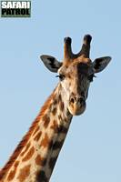 Porträtt av giraff 3. (Serengeti National Park, Tanzania)