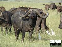Afrikanska bufflar. (Seronera i centrala Serengeti National Park, Tanzania)