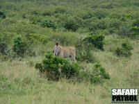 Eland, den största antiloparten i Östafrika. (Masai Mara National Reserve, Kenya)