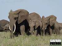 Afrikanska elefanter. (Centrala Serengeti National Park, Tanzania)