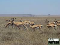 Grants gaseller. (Södra Serengeti National Park, Tanzania)