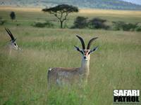 Grants gaseller. (Serengeti National Park, Tanzania)