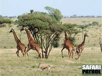 Skrämda massajgiraffer. (Serengeti National Park, Tanzania)