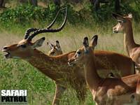 Impalahane varnar en rival. (Seronera i Serengeti National Park, Tanzania)