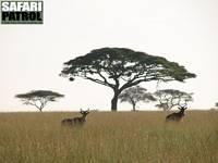 Koantiloper. (Serengeti National Park, Tanzania)