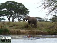 Elefant och flodhästar. (Seronera i centrala Serengeti National Park, Tanzania)