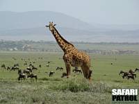 Giraff och gnuer. (Ngorongoro Conservation Area, Tanzania)