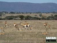 Koantiloper och Thomsons gaseller. (Serengeti National Park, Tanzania)