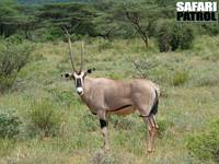 Beisaoryx. (Buffalo Springs National Reserve, Kenya)