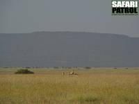 Geparder. (Serengeti National Park, Tanzania)