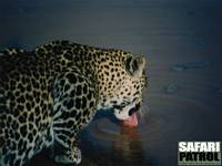Leopard. (Buffalo Springs National Reserve, Kenya)