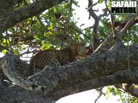 Leopard. (Seronera i centrala Serengeti National Park, Tanzania)