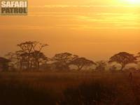 Seronera. (Centrala Serengeti National Park, Tanzania)