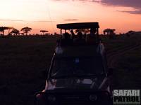 Djurskådning i soluppgången. (Moru Kopjes i Serengeti National Park, Tanzania)