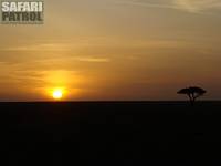 Serengeti National Park. (Tanzania)
