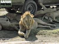 Lejonflock söker skugga bakom en safarijeep. (Ngorongorokratern, Tanzania)
