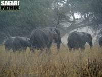 Elefanter i regn. (Tarangire National Park, Tanzania)