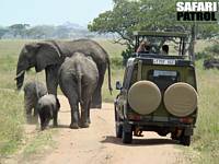 Elefanter framför jeepen på bushväg. (Serengeti National Park, Tanzania)