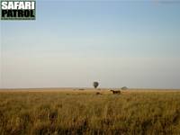 Safariballong och lejon. (Serengeti National Park, Tanzania)