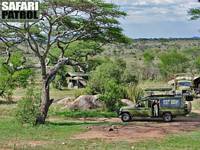 Fordon, personaltält och kökstält på mobil camp. (Serengeti National Park, Tanzania)